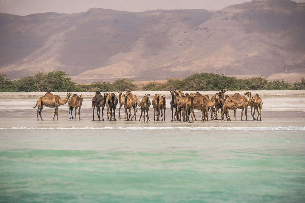 Kamele am Strand in der Bergregion in der Nähe von Salalah Marina, Dhofar, Oman