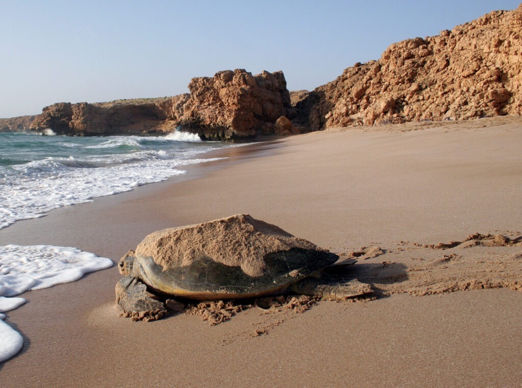 Schildkröte am Strand, Ras Al Jinz, Turtle reserve Oman