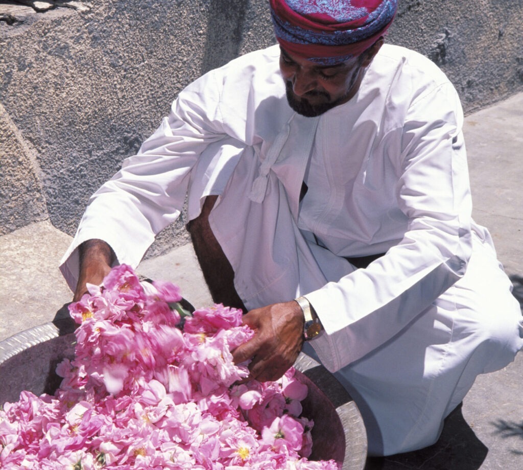 Omanische Mann überprüft Rosenblätter, Jebel Akhdar Gebirge im Oman bei Elegant Tours